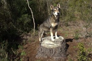 Dog Standing on Tree Stump