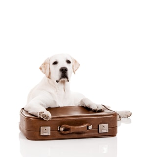 Lab and Suitcase