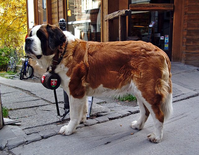 Best Collars for Large Dogs - Saint Bernard