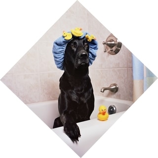 Black Lab in Bath