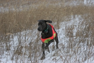 Dog Hunting Vest