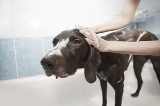 Best Dog Shower Products - Dog in Shower