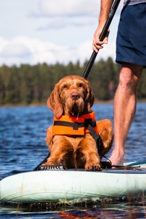 Paddle Boarding with Dog