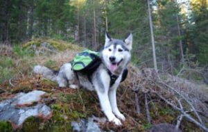 Husky Wearing Pettom Dog Saddle Backpack