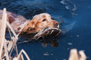 Best Dog Ladders for Duck Boats - Top Picks - Sporty Dog Guide