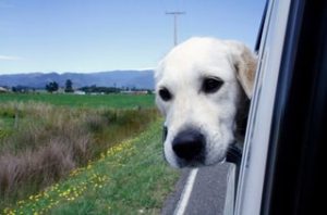 Lab Riding in Car