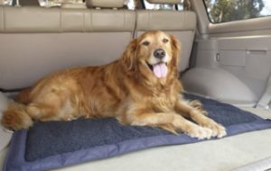 Lightspeed Outdoors Self Inflating Travel Dog Bed