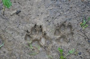 Muddy Paw Prints