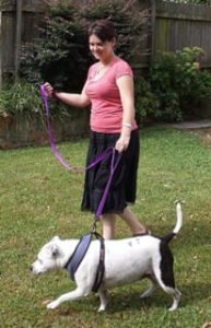 Primal Pet Gear Dog Leash in Use