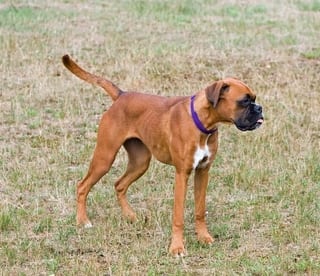 Boxer Dog Standing