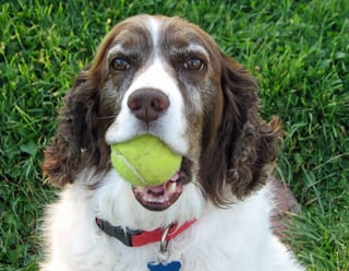 Keats with Tennis Ball