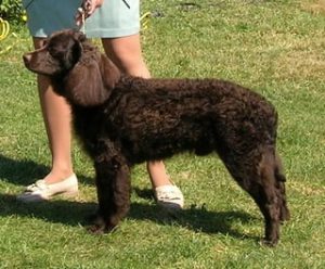 Smallest Water Dogs American Water Spaniel