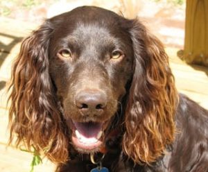 Smallest Water Dogs Boykin Spaniel