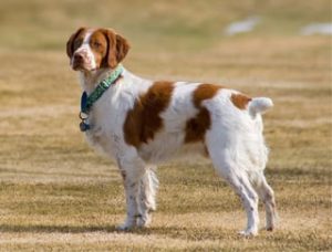 Smallest Water Dogs Brittany Spaniel