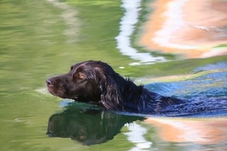 Small Water Dog Swimming