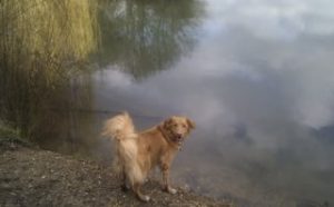 Smallest Water Dogs Nova Scotia Duck Tolling Retriever