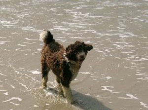 Smallest Water Dogs Spanish Water Dog