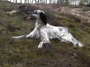 How Much Exercise Does An English Setter Need