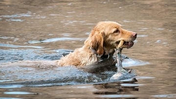 Waterproof Dog Collar for Golden Retriever
