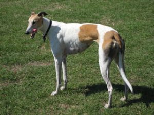 Greyhound Wearing Martingale Collar