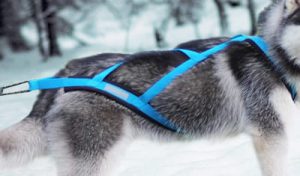 Northern Howl X-Back Weight Pulling Dog Harness