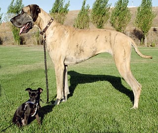 Dog Boots Big Enough for a Great Dane