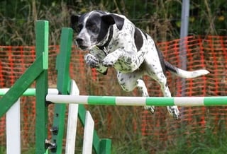 Dog Hurdles Agility Course for Beginners