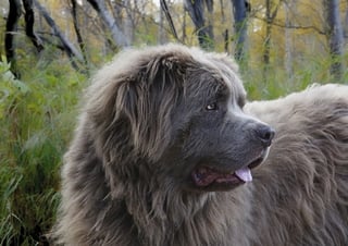 Newfoundland Dog with Brown Coat