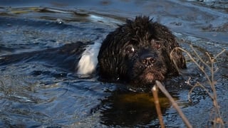 Newfoundland Puppy Swimming