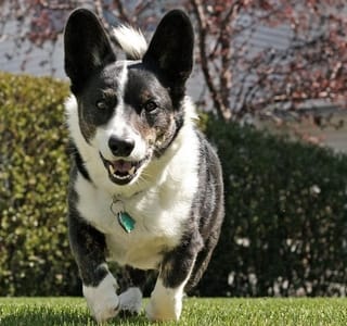 Cardigan Welsh Corgi Dog gets Along with Cats