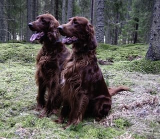 Irish Setter