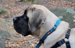 Mastiff Dog Good with Cats