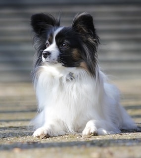Papillon Dog Good with Cats