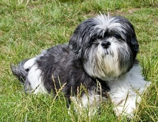 Shih Tzu Dog Good with Cats