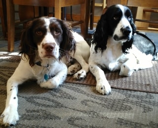 Best collar clearance for springer spaniel