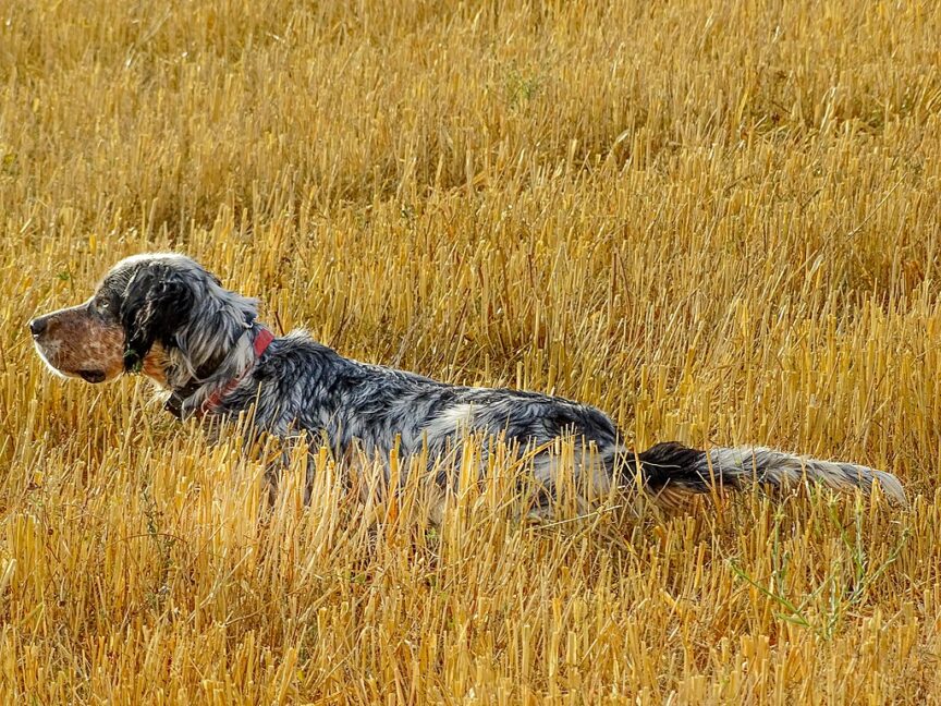 English Setter in the field
